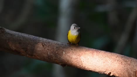 Grey-headed-Canary-flycatcher,-Culicicapa-ceylonensis,-Kaeng-Krachan-National-Park,-Thailand