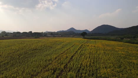 Campo-De-Girasoles-Por-La-Tarde,-Khao-Yai,-Nakhon-Ratchasima,-Tailandia