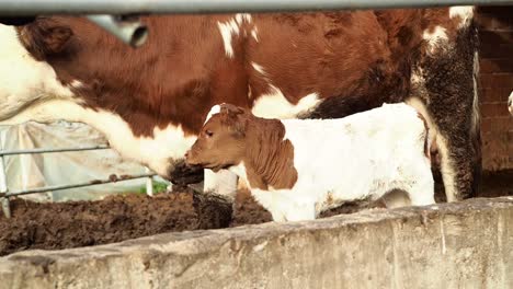 White-Calf-with-Brown-Head-in-the-Farm