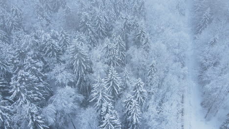 Coniferous-Tree-In-Forest-Covered-With-Snow-During-Winter-In-Deby,-Poland