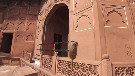 Mono-Descansando-En-La-Barandilla-De-La-Entrada-Principal-Del-Taj-Mahal---Toma-De-órbita-De-Seguimiento-Amplio