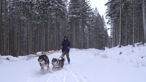 Walking-playful-lively-husky-dogs-on-snowy-forest-trail-with-towering-dense-trees