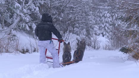 Back-of-a-person-standing-on-a-snowed-forest-with-a-dog-sled-with-huskies