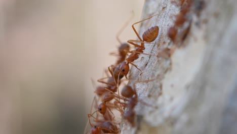 Hormigas-Tejedoras,-Oecophylla,-Parque-Nacional-Kaeng-Krachan,-Tailandia,-Material-De-Archivo-4k