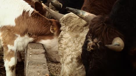 Vacas-Y-Terneros-Alimentándose-En-La-Granja