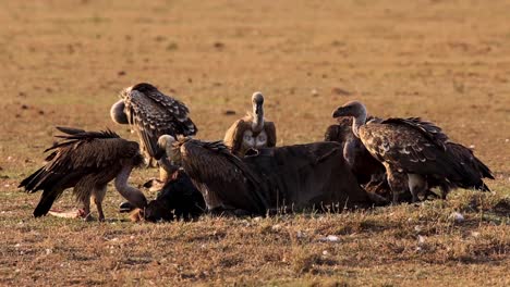 Flock-of-wild-scavenger-vultures-feeding-on-rotten-wildebeest-corpse-on-a-hot-summer-day-in-the-desert-in-the-Serengeti-African-Savanna,-Kenya,-Africa