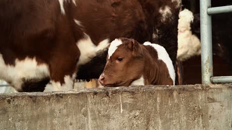 Brown-and-White-Calf-in-the-Farm