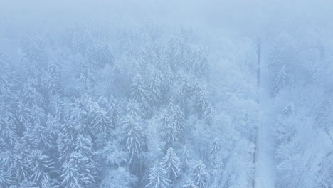 Aerial-view-of-the-frozen-forest-with-snow-covered-trees
