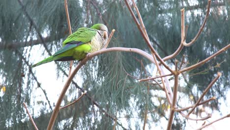 Green-Parrot-sitting-in-the-branches-of-a-tree-at-a-park,-handheld-left-to-right-movement