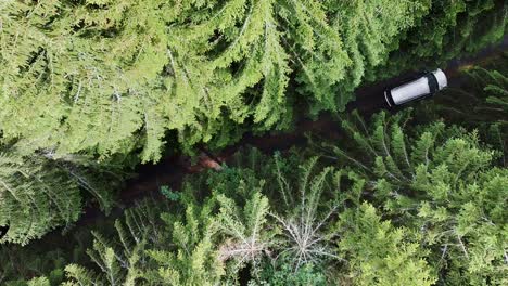 Aerial-car-passing-on-a-forest-road-through-fir-trees