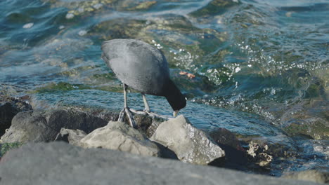 Shot-of-a-Eurasian-Coot-feeding-on-algae-from-the-rocks-by-the-seashore-in-Japan