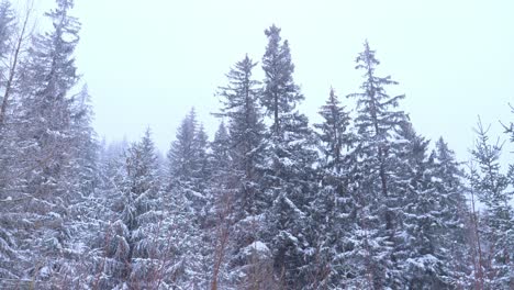 Scenic-view-of-pine-forest-treetops-covered-in-snow-on-snowy-winter-day