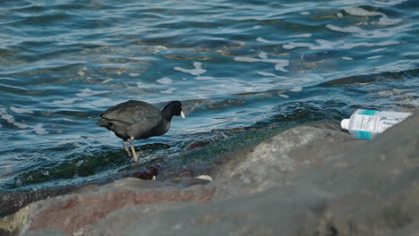 A-follow-and-slow-motion-shot-of-a-Eurasian-Coot-looking-for-food-on-the-breakwater-next-to-a-plastic-water-bottle