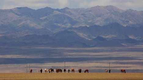Stunning-wide-view-of-colorful-horse-herd-grazing,-walking-and-running-across-dry-grasslands-with-huge-picturesque-blue-mountains-in-the-background-in-dry-grass-field