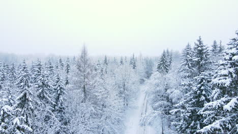 Aerial-View-Of-A-Snow-Covered-Conifer-Forest---aerial-drone-shot