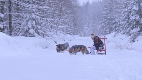 Woman-with-two-beautiful-husky-dogs-in-a-forest-covered-in-snow-on-winter-day
