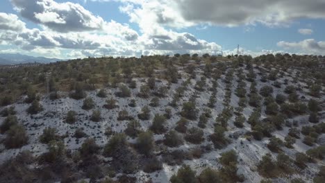 Aerial-ascending-shot-over-a-snowed-olive-field