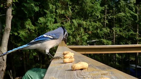 Super-slow-motion-feeding-of-Blue-Jay-swallowing-whole-peanuts-in-shells