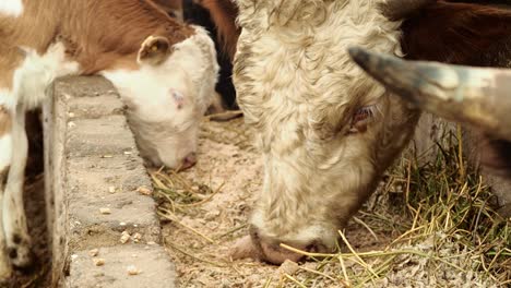 Cow-and-Calf-Feeding-in-the-Farm