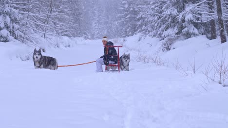Woman-and-two-beautiful-husky-dogs-sitting-in-snow-in-the-forest-on-a-winter-day-with-snowfall