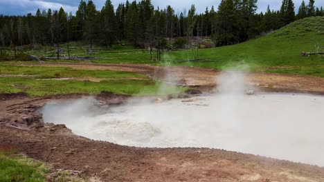 Steamy-bubbling-hot-spring-geyser-in-green-meadow-with-pine-trees-in-background,-Yellowstone-National-Park,-Wyoming-USA