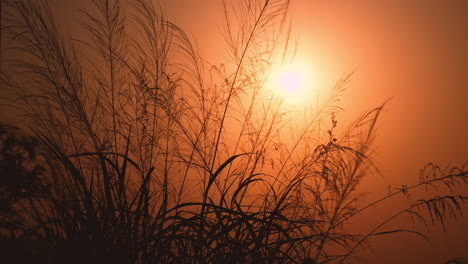 Close-up-golden-sunset-behind-grass-field-in-idyllic-countryside,-slow-motion
