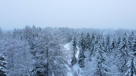 Mountain-Forest-Covered-In-Snow-During-Winter-Near-Deby-Village-In-Poland