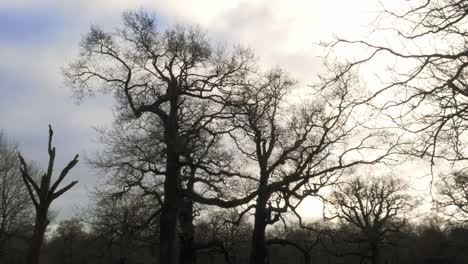 Tall-spooky-bare-trees-silhouette-on-bright-winter-day