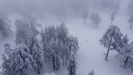 Impresionante-Vista-Aérea-De-árboles-Cubiertos-De-Nieve-En-El-Bosque-En-La-Montaña-De-Troodos-Durante-El-Invierno-En-Europa