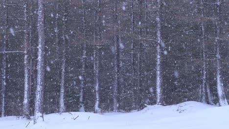 Beautiful-scenic-shot-of-winter-scene-in-a-magical-snowy-pine-forest