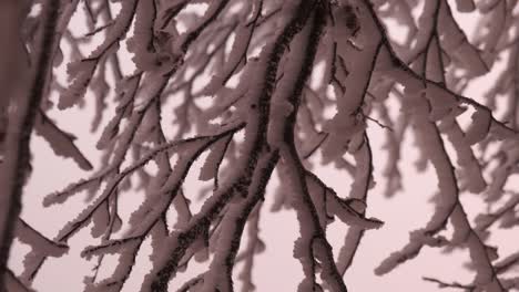 Detail-of-frozen-swaying-tree-branches-landscape-during-a-storm-at-sunset-in-winter