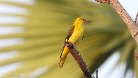 Indian-golden-oriole-in-tree-...
