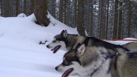 Leashed-Siberian-husky-dogs-eager-to-run-freely-on-snowy-forest-trail,-tracking-side-view