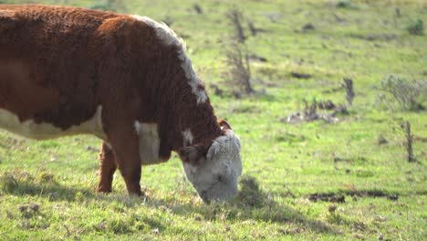 Cows-Grazing-on-fresh-grass