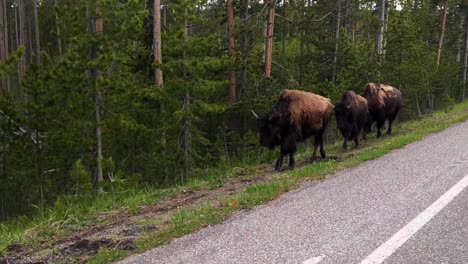Bisons-walk-in-line-alongside-paved-road-during-the-day-in-forest-woods,-tracking-dolly