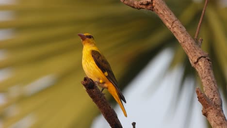 Indian-golden-oriole-in-tree-