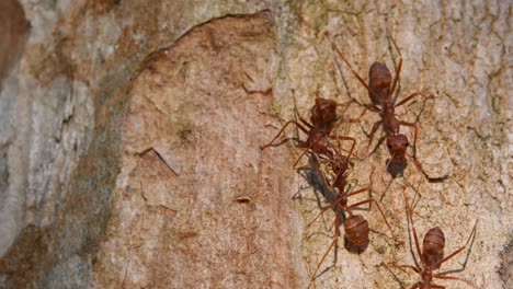 Weaver-Ants,-Oecophylla,-Kaeng-Krachan-National-Park,-Thailand,-4K-Footage