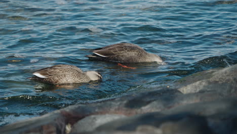 Two-Eastern-Spot-billed-Ducks-Foraging-Food-Near-Rocky-Coast-In-Odaiba,-Tokyo,-Japan