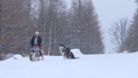 Woman-on-sledge-pulled-by-husky-dogs-on-beautiful-winter-day-with-snowfall