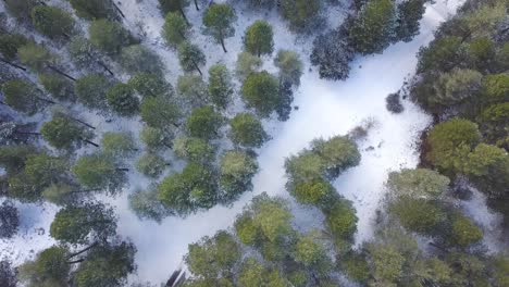 Aerial-overhead-descending-shot-over-a-trail-among-a-snowed-forest-of-Spanish-pines