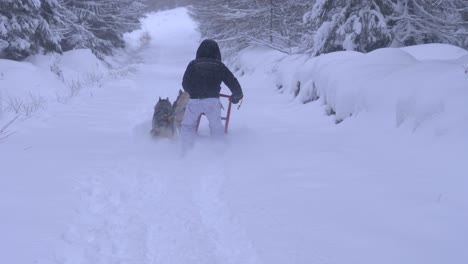 Husky-dogs-pulling-a-man-on-a-sledge-in-beautiful-winter-scenery