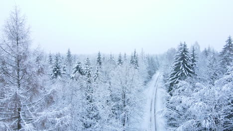 Track-In-The-Middle-Of-Pine-Tree-Forest-Covered-With-Snow-Near-Deby-Village-In-Poland