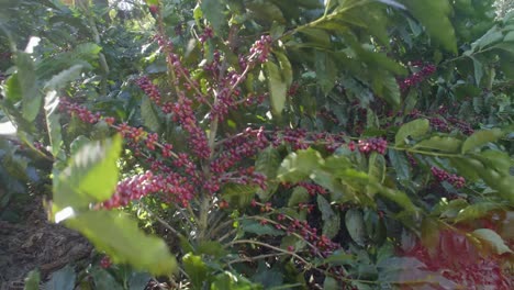 Eine-Kaffeepflanze-Gefüllt-Mit-Roten-Reifen-Kaffeebohnenfrüchten-In-Einem-Windigen-Feld