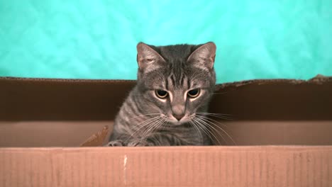 Video-Einer-Katze,-Die-Aus-Einem-Karton-Auf-Einen-Türkisfarbenen-Hintergrund-Schaut