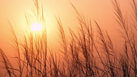 Close-up-golden-sunset-behind-grass-field-in-idyllic-countryside,-slow-motion