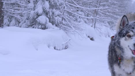 Siberian-Husky-dog-walking-in-the-snow-towards-the-camera-in-beautiful-magic-scenery