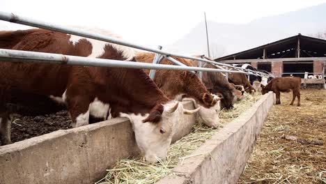 Vacas-Marrones-Y-Blancas-Comiendo-Heno-En-La-Granja