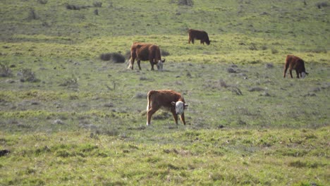 Vacas-Pastando-En-Un-Campo-Abierto