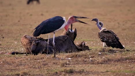 Flock-of-wild-scavenger-vultures-and-marabou-stork-feeding-on-rotten-wildebeest-corpse-on-a-hot-summer-day-in-dryland-in-Serengeti-African-Savanna,-Kenya,-Africa
