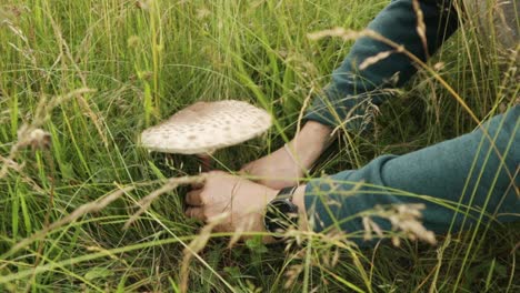 Man-picking-a-mushroom-with-a-knife-in-a-green-field